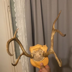 Ren horn - Vackra ren horn i bra skick, priset är inte hugget i sten så lägg bud 👍