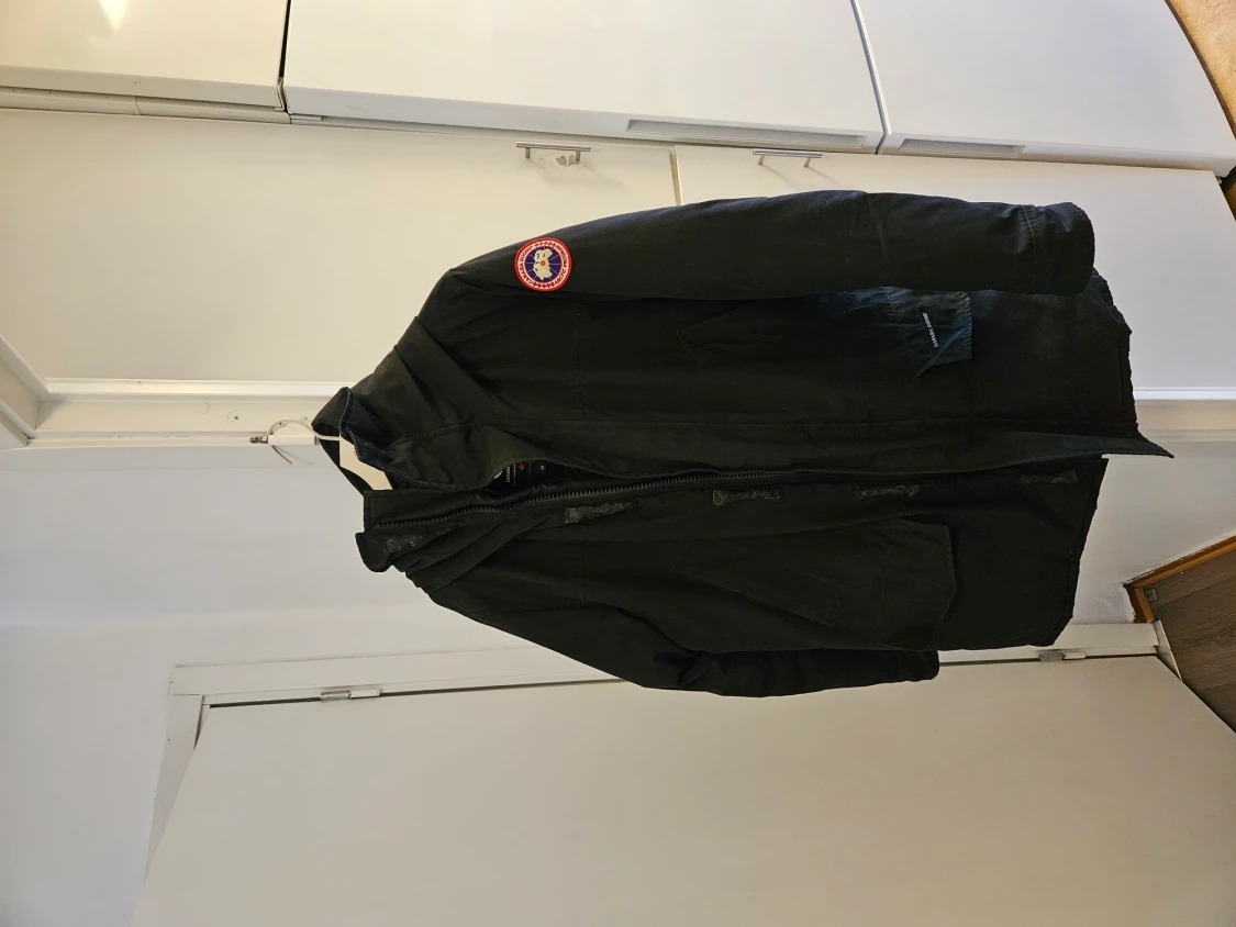 Canada goose