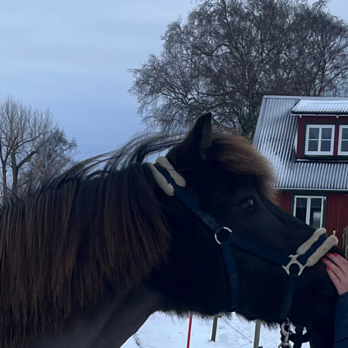 -Hästsaker- Säljer två grimmor  - 90