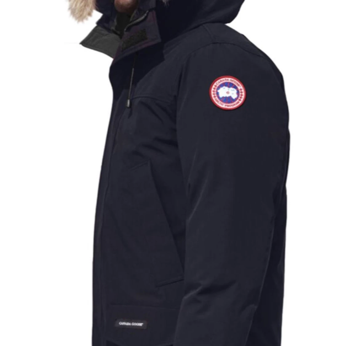 Canada goose 