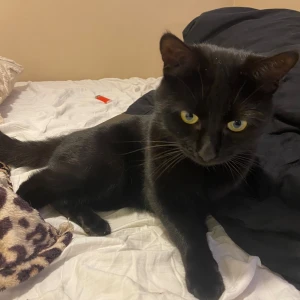 svart gossedjur inte rumsren kallas tage - frakt ingår, ganska aggressiv bajsar och kissar innomhus ⚠️BÄR INTE HAN⚠️ ganska vidrig 