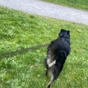 Hund - Hunden ger shoutout om ni köper ✌️