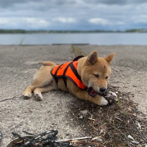 Flytväst för valp - Flytväst för hund 5-9 Kg