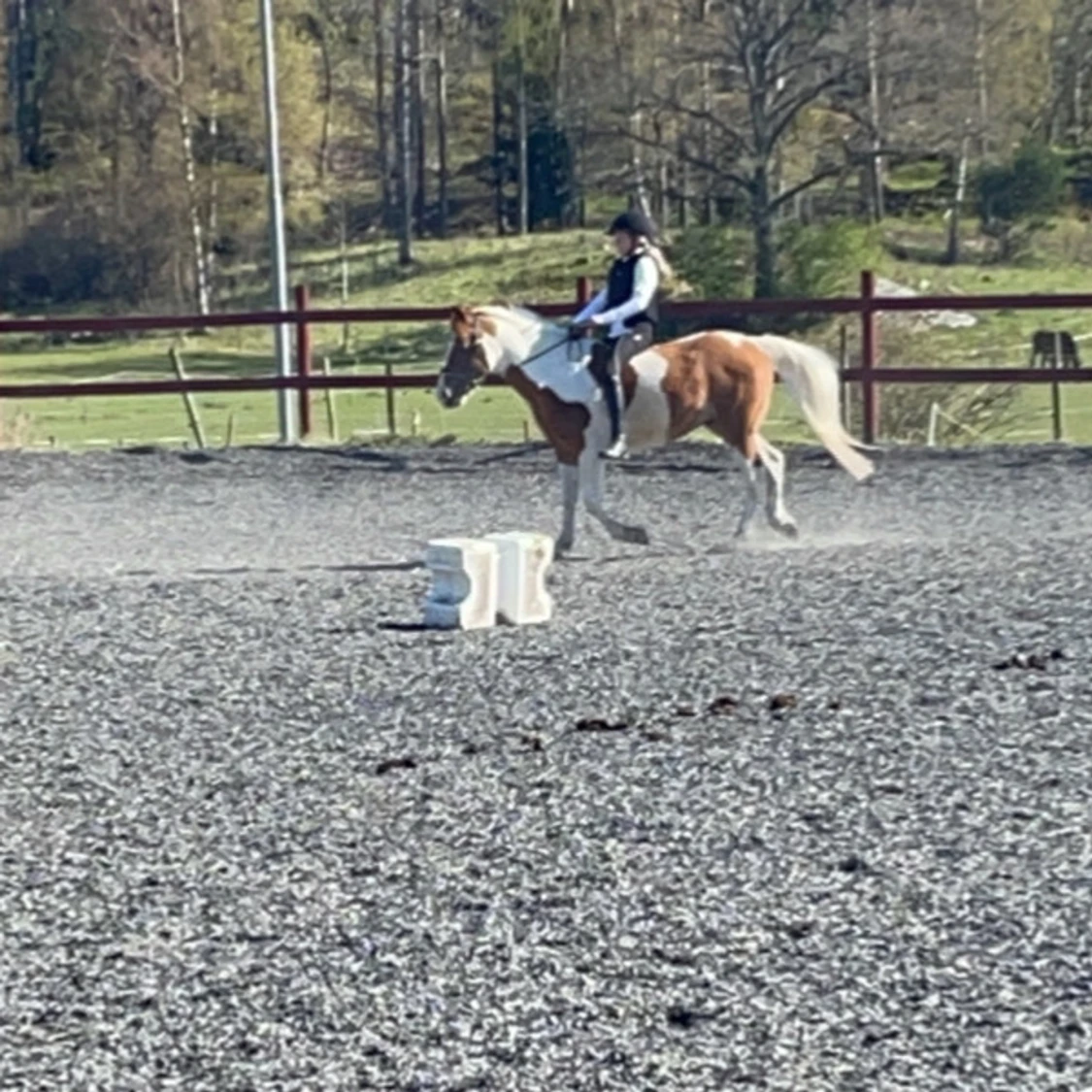  Söker Medryttarhäst