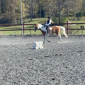  Söker Medryttarhäst - Hej jag söker en häst/Ponny jag kan vara medryttare på. Jag är 11 år och har ridit i 5,5 år. jag är 150 cm lång och hoppar 50-60.   Jag bor på Värmdö. 