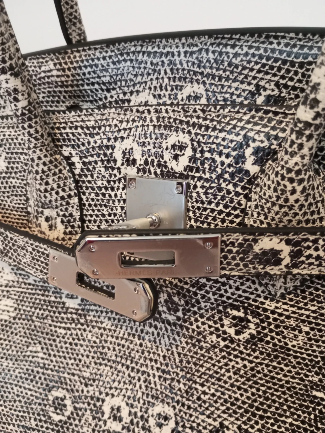 B30 exotic lizard  - 1