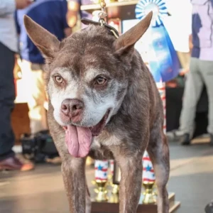 Krank - Bilderna visar en hund med brun och vit päls, spetsiga öron och ett vänligt uttryck. Pälsen ser något grånad ut, vilket kan tyda på hög ålder. Hunden verkar vara i gott skick för sin ålder, men visar tecken på åldersrelaterat slitage såsom gråa partier och något stel gång.