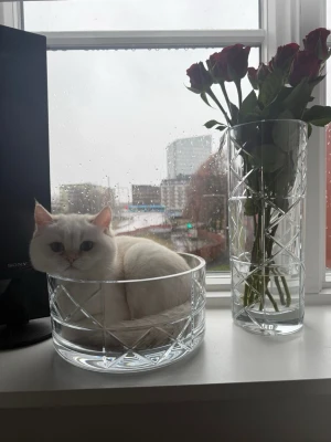 Djurpassare  - Hej! Jag heter Klara och är 13 år och erbjuder hjälp med djurpassning för alla slags djur, både stora och små. Jag har god djurvana sedan tidigare och är lugn, noggrann och ansvarstagande. Djurets trygghet och välmående kommer alltid i första hand för mig.  Jag kan hjälpa till med till exempel: – Matning och vatten – Promenader – Rengöring av bur, hage eller kattlåda – Lek, aktivering och sällskap – Allmän tillsyn dagtid, eftermiddag eller kväll  Jag är van vid att följa rutiner och instruktione