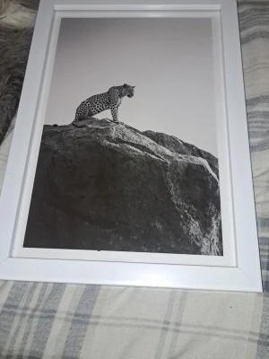 Tavla med leopardmotiv i vit ram - Säljer en stilren tavla med svartvitt foto av en leopard som står på en klippa. Bilden är inramad i en enkel vit ram som ger ett modernt intryck. Perfekt för dig som gillar djurmotiv och vill ha något unikt på väggen.
