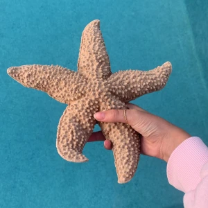 💕Fin sjöstjärna till dekoration 🐚45kr + frakt - Fin sjöstjärna, kan hängas upp. Beige super bra till dekoration!🩷🐚