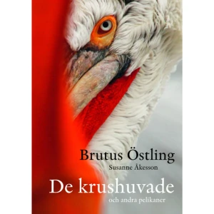 De krushuvade : och andra pelikaner (inbunden) - "Den mest anslående är, utan tvekan, en ny bok signerad Brutus Östling, förläggaren som blev Augustprisbelönad fotograf... det är omöjligt att inte häpna inför de bilder som här möter ens blick. Fotografierna av pelikaner i norra Grekland pendlar mellan närbilder, som i sin täthet får en nästan stiliserad karaktär, och vidare vyer som fångar fåglarnas biotop... Östlings fotografier svävar ofta, suggestivt, mellan förmänskligande identifikation och ett främmandegörande som erkänner både distans till och integritet hos pelikanerna." Jesper Olsson, Svenska Dagbladet "Vem hade trott att jag skulle bli så entusiastisk över en bok om pelikaner att jag släpar runt den och insisterar på att folk jag inte känner bara MÅSTE titta på bilderna? För de är precis så sagolika, hisnande och fantastiska som man kan förvänta sig när Brutus Östling hållit i kameran. Världens bästa fågelfotograf har gjort det igen." Ingalill Mosander, Aftonbladet "Det är inte svårt att förstå att Östling, med sin förkärlek för fåglar med personlighet, fastnat för just dessa pelikaner. Han kryper nära, nära och det är ett under att kameran inte har slunkit ner i något av gapen. Tack och lov överlever kameran den närgångna kontakten och resultatet är en rad unika och halsbrytande bilder av yppersta klass / ... / presenterade i en praktfull volym formgiven av den suveräne Jens Andersson." Eskil Quiding, Sydsvenska Dagbladet Helt osannolika bilder. Minst sagt en annorlunda fotobok om fåglar. Närgånget, men det är snarast pelikanerna som är närgångna. Brutus Östlings bilder från mötena med den största av de sju pelikanarterna liknar inga av hans tidigare böcker. När den krushuvade pelikanen sträcker på sig är den rentav längre än fotografen. 10.000 individer finns i hela världen, och i norra Grekland har vi den största kolonin. Med hjälp av EU-pengar har man byggt ett par stora häckningsplattformar vid den reglerade Kerkinisjön, där häckningen tidigare hade ödelagts av den förhöjda vattennivån. Ett exempel på hur människans intressen kan kombineras med miljöintressen. (För sin senaste bok, Att överleva dagen, tilldelades Brutus Östling, tillsammans med textförfattaren Susanne Åkesson, Augustpriset för bästa svenska facklitterära bok 2009.)    Format Inbunden   Omfång 142 sidor   Språk Svenska   Förlag Brutus Östlings bokf Symposion   Utgivningsdatum 2010-09-28   Medverkande Jens Andersson   Medverkande Brutus Östling   Medverkande Brutus Östling   Medverkande Susanne Åkesson   ISBN 9789171398444  