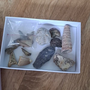 Fossil🤍 - 10kr styck eller 80kr för hela lådan🫶🏻