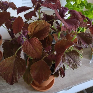  - Säljer 2 st sticklingar av palettbladet Wallstreet. De blir ibland vackert rostfärgad. En för 30 kr och 10 kr i Porto.