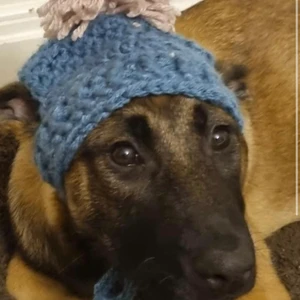 Vikad hund mössa med tofs  - En virkad hund mössa med en söt tofs på huvudet! Färg på allt får du välja frivilligt och köparen får privat reda på vad den ska ta mått på och sen skicka till mig så jag vet hundens mått! 