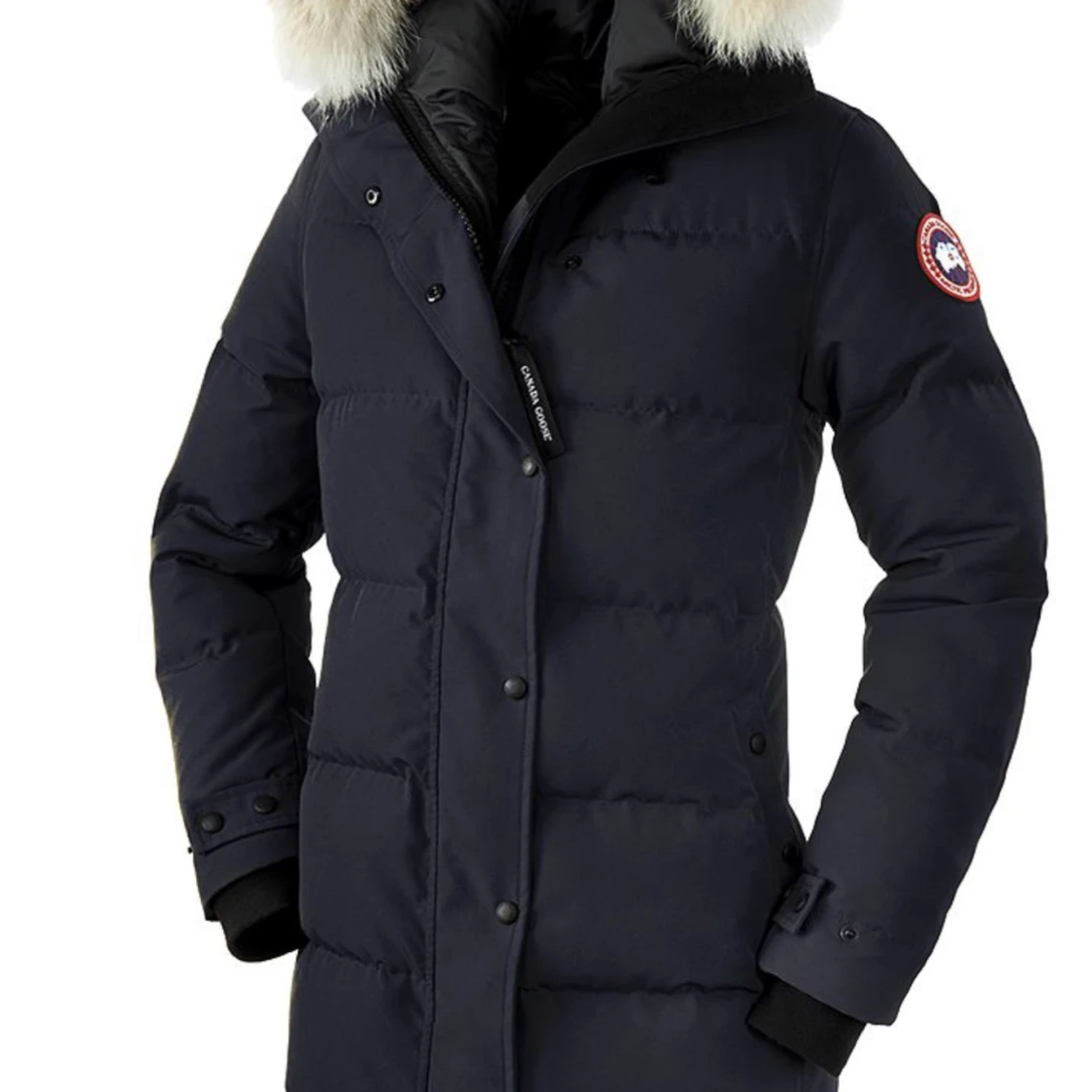 Canada goose