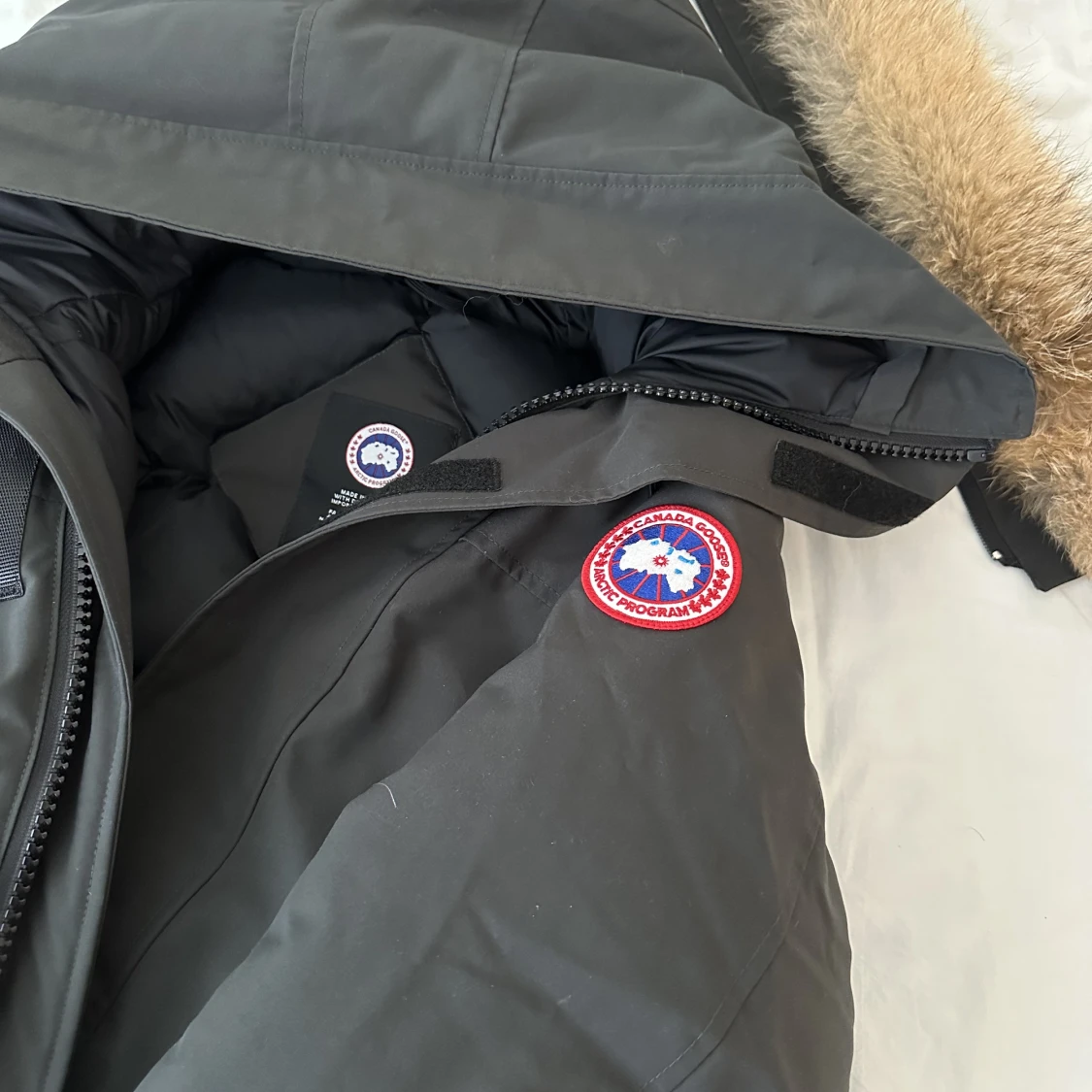 Canada goose - 91