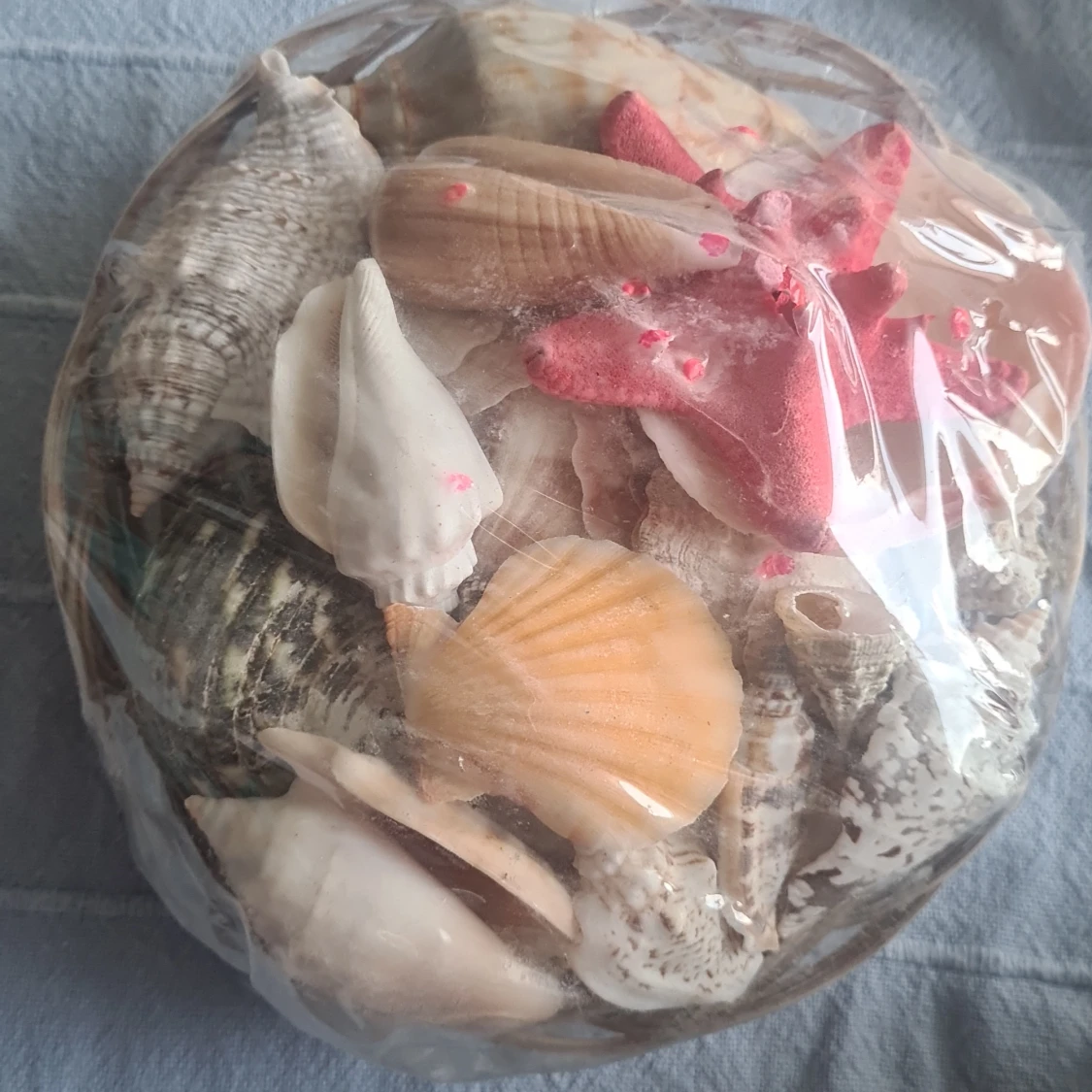 Snäcor och sjöstjärnor