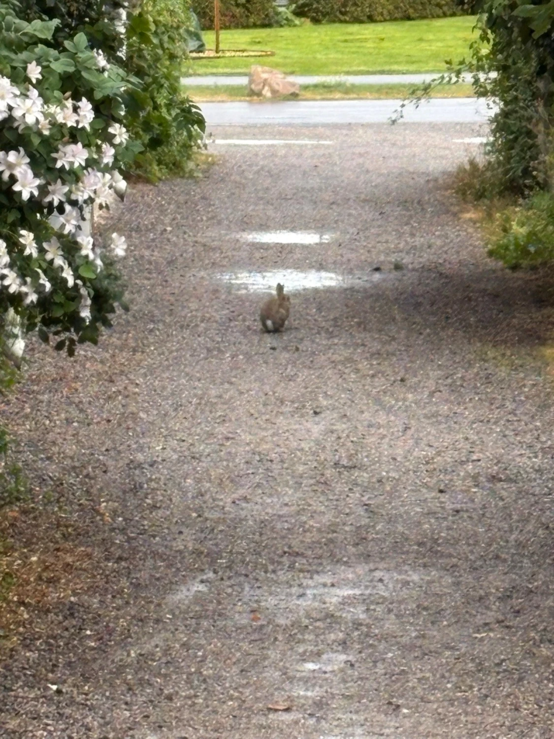 Söt liten kanin på grusgång - 1