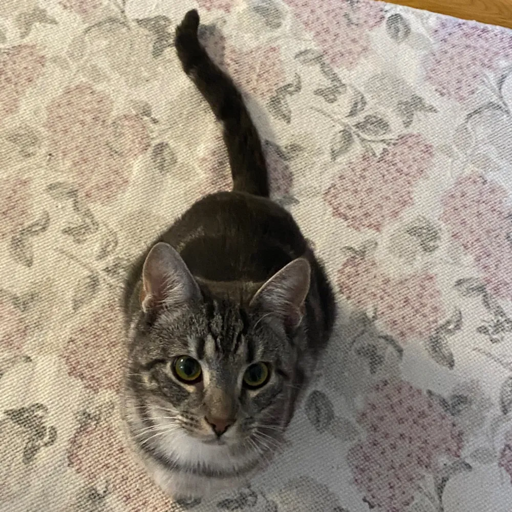Säljer min gulliga katt Lexus då han har hårat ner min helt nya tröja. 😁🔫  grå Bengal🤗 Han vill gosa HELA tiden och älskar kartonger 📦 😍 pris kan diskuteras👍🏼         (it seriöst). Övrigt.