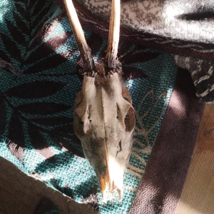 Råbock kranie - Antikt 