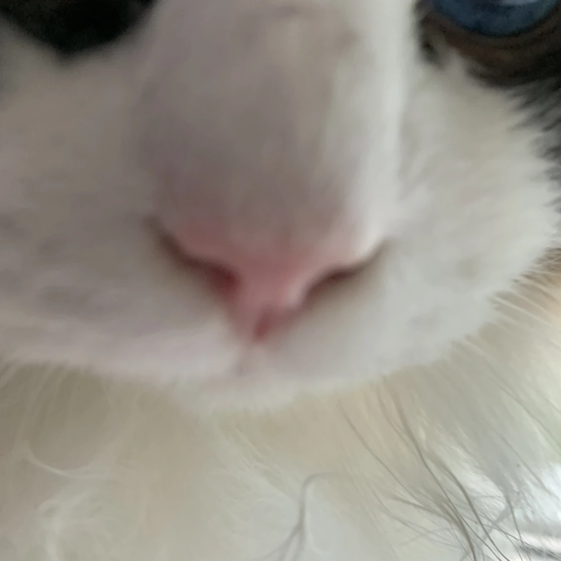 SĂ€ljer mina gamla djur đ„č