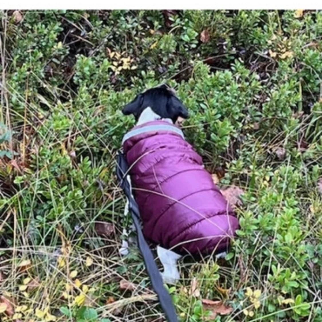 Vinröd hundjacka med dragkedja - 90