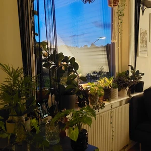 sticklingar - Hej säljer eller byter sticklingar. Har fler växter än på bilderna. Det är olika pris för de olika växterna. Hör gärna av er vid intresse eller frågor.