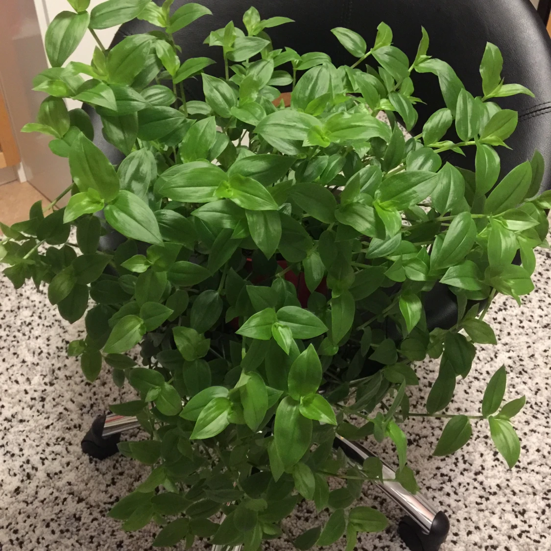 Skvallerreva 5 st - 2