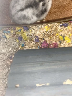 Lite större hamster - Min hamster Gregor är en ganska tjock hamster som älskar att äta och sova. Vi möts upp i Stockholm 