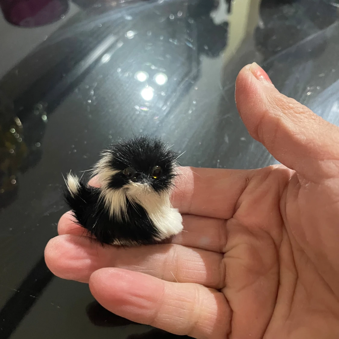 Söt svartvit päls katt - 3