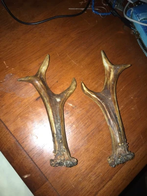 Två bruna rådjurshorn - Säljer två stycken rådjurshorn i naturligt brun färg. Hornen har en grov och rustik yta med flera grenar och är perfekta som dekoration eller pysselmaterial. Passar dig som gillar naturinspirerade detaljer. Kommer från 1969 så därför är priset lite högre