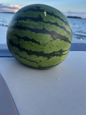 Vattenmelon - Denna guld vattenmelonen är funnen i ett guld vatten i Indien i floden ganesh kan användas som läp botox