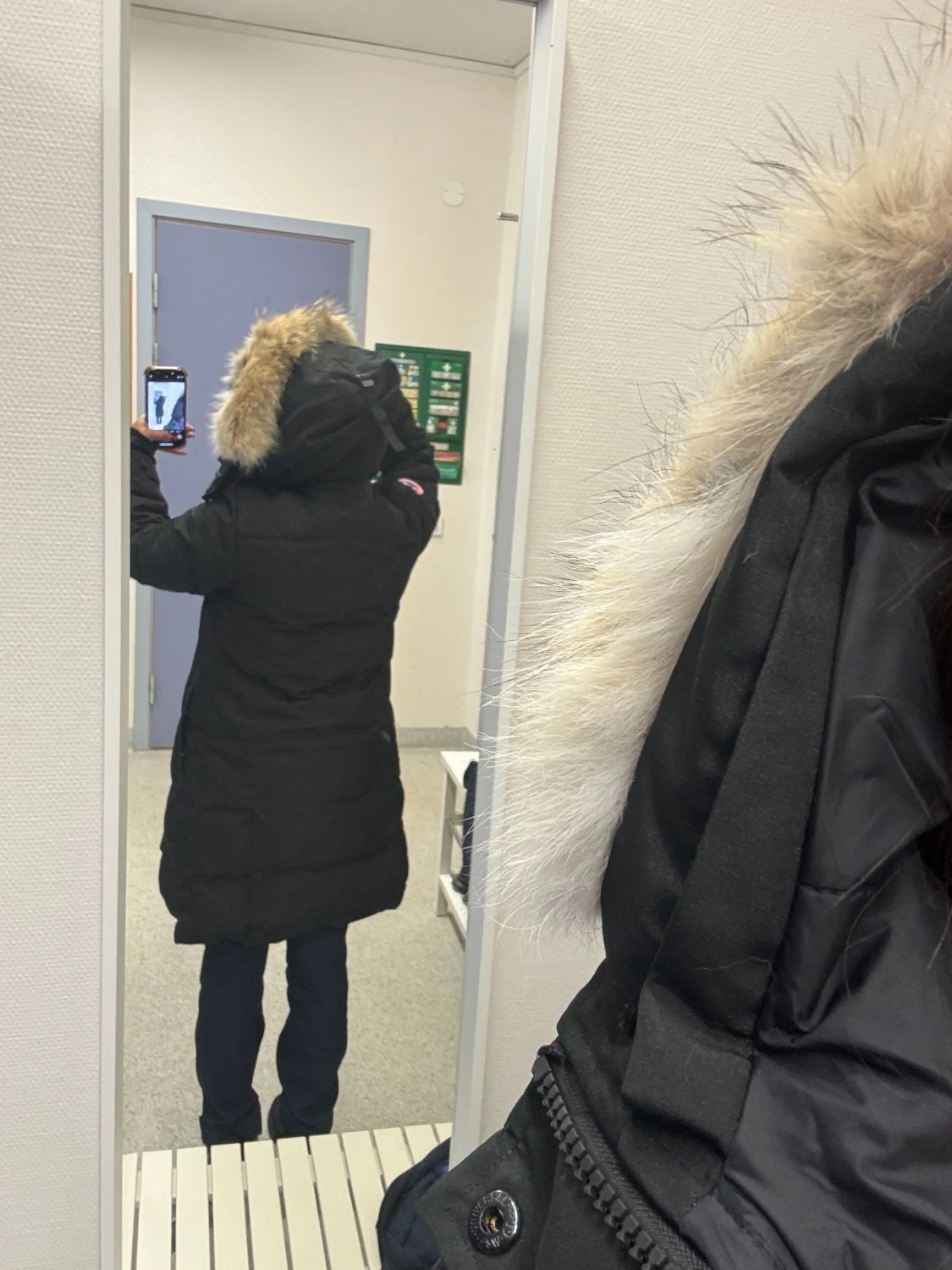 Shelburne canada goose - 3