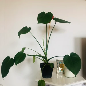 Liten monstera  - En liten gullig monstera-planta som kommer växa till sig ordentligt vid omplantering. Obs, krukan ingår ej 