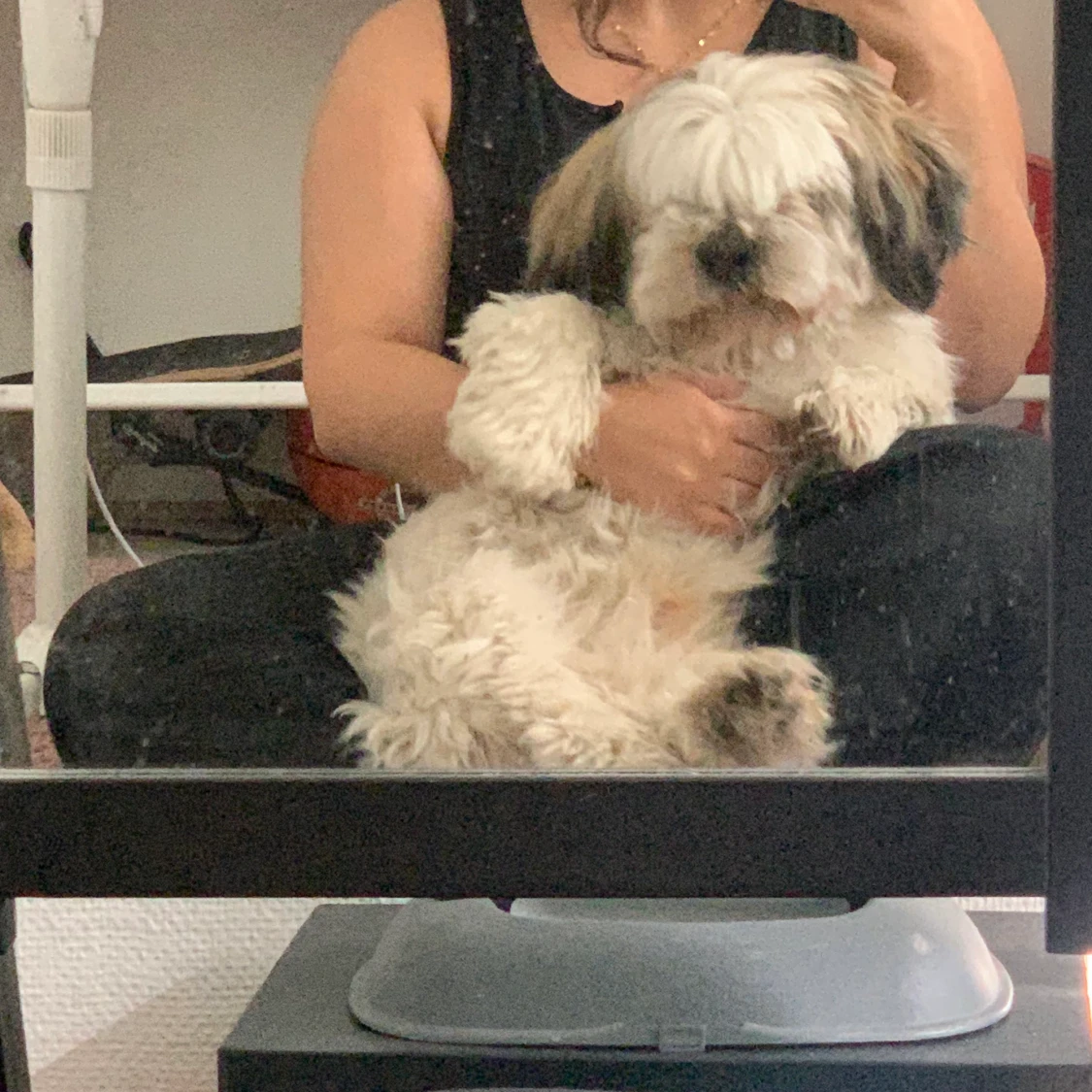 Adopt a dog for 5-10months - 91