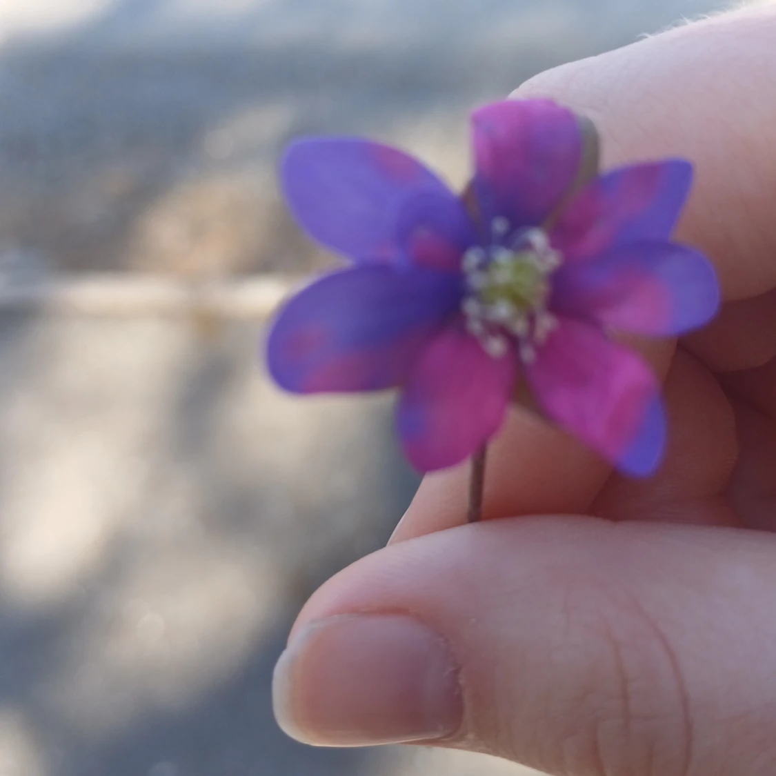 En sällsynt blomma - 92