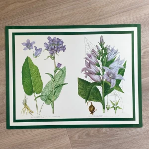 Botaniska planscher - Svenska växter - Upptäck vackra och detaljerade illustrationer av svenska växter! Perfekt för dig som gillar natur, konst och vill lära dig mer om blommor och växter. Planscherna är färgglada och inspirerande, och passar både som dekoration och kunskapskälla.