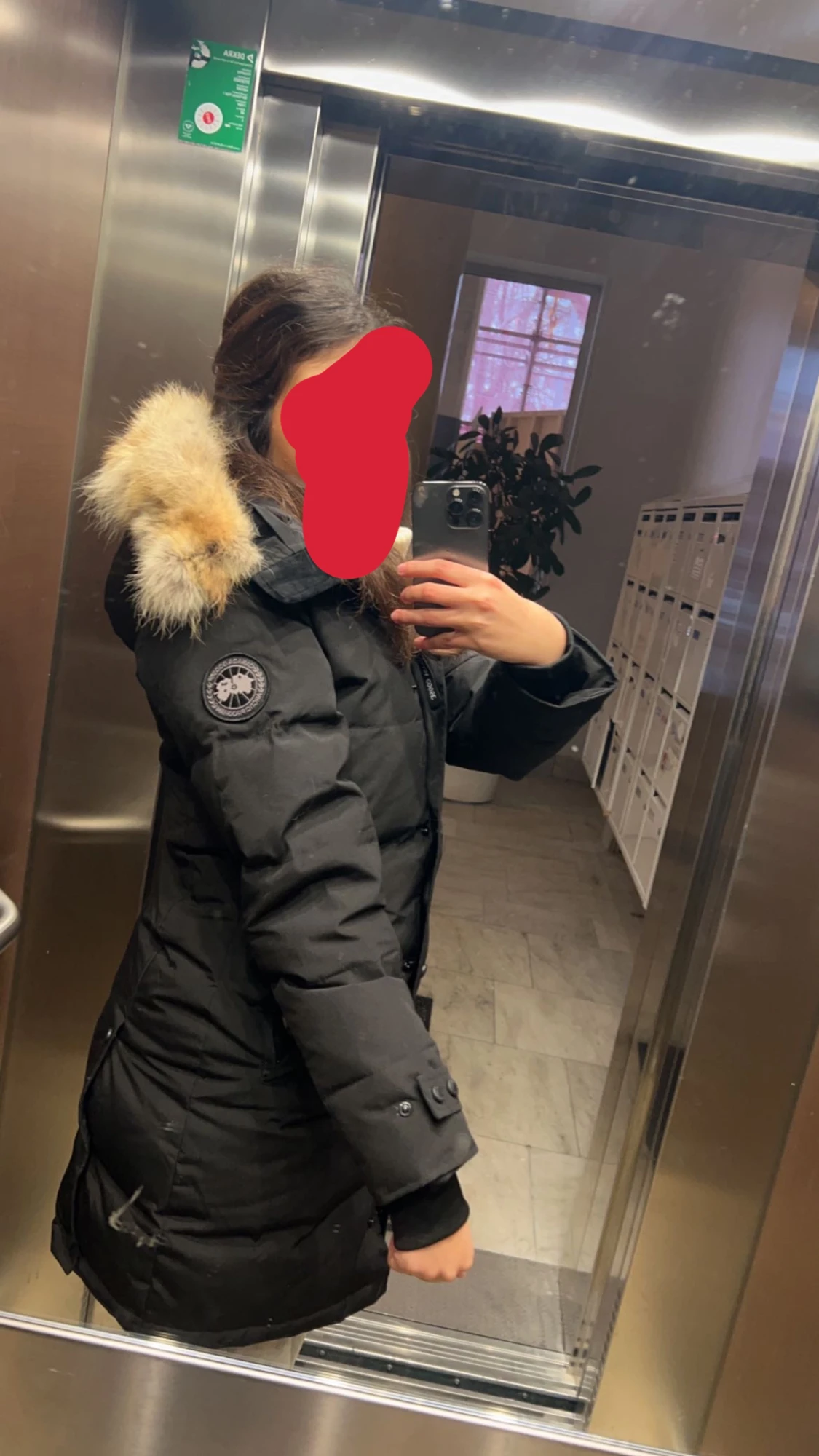 Canada goose - 90