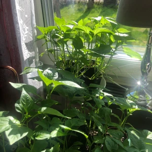 Paprikaplantor  - Paprikaplantor, röd paprika.  Hemodlade. 25kr krukan 