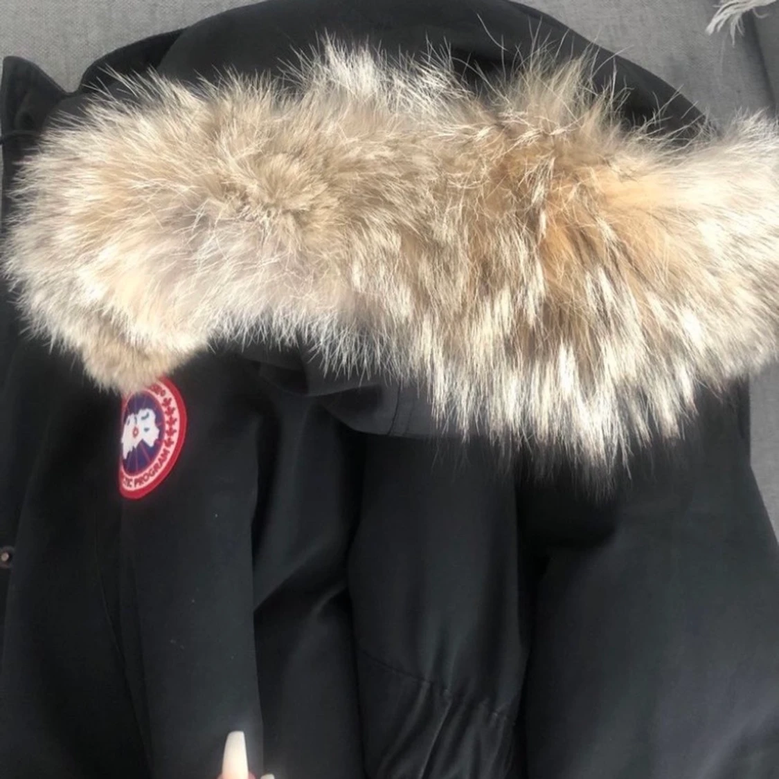 Canada goose jacka dam - 91