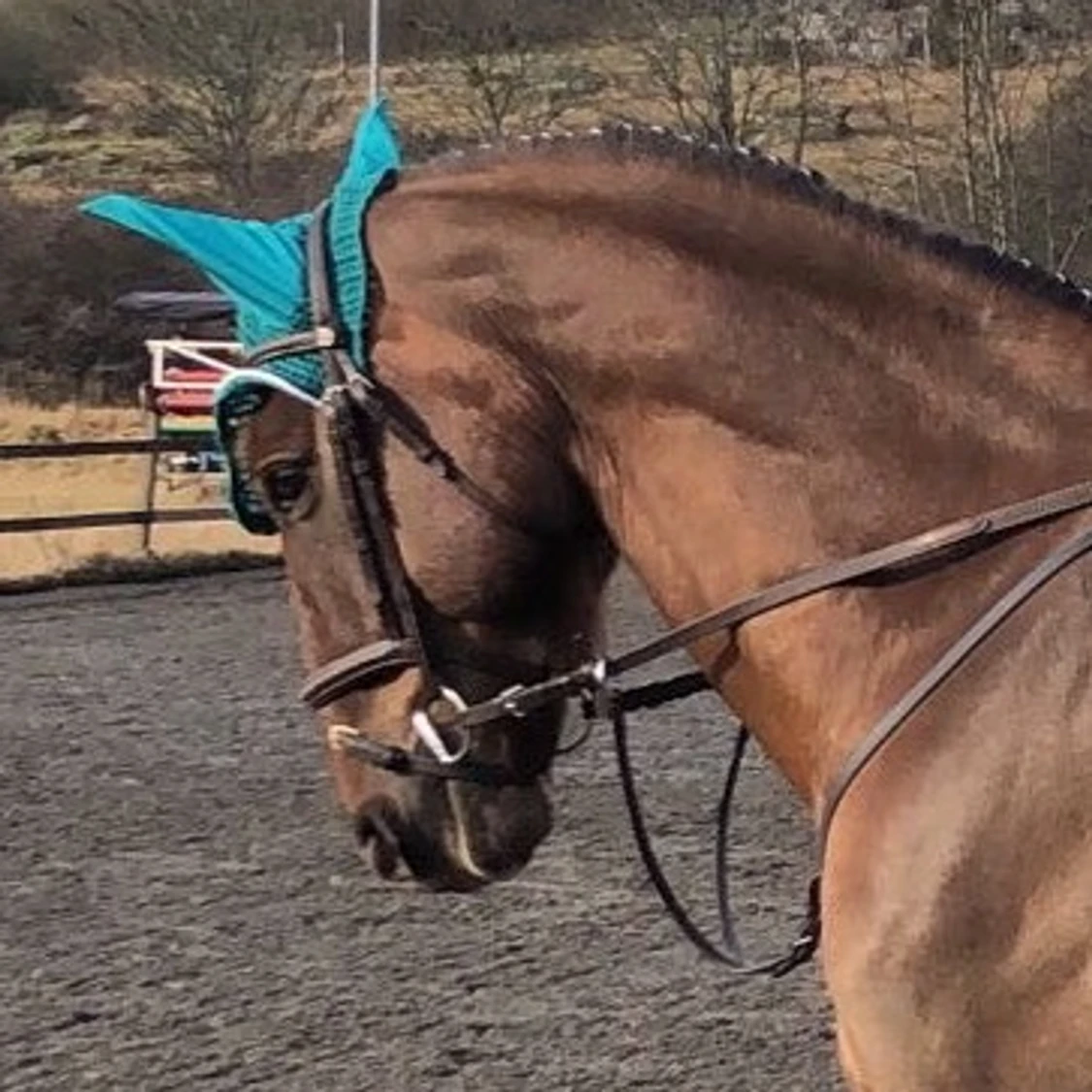 Till den hästintresserade  - 90