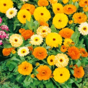  - 🌼EKOLOGISKA ODLADE RINGBLOMMORMIX FRÖN MER ÄN 60 st frön. Leveras Glittrig fröpåse. SE PÅ BILDERNA. Ek MIXADE RINGBLOMMOR I GULA & ORANGA FÄRGER Bjuder på portot. 🌼 Naturen har skapat frön likt ” larver ” för att fåglar ska äta dem Å flyga sprida fröna 