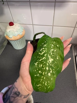 Grön krukväxt med vit mönstring - Säljer en grön krukväxt med ett stort blad som har vita fläckar och mönster. Bladet sitter i en svart plastkruka med jord. Perfekt för dig som vill ha en unik växt till rummet eller skrivbordet.