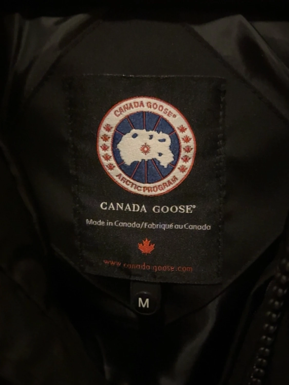 Canada goose  - 3