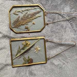 Pressade blommor - Pressade blommor i frame