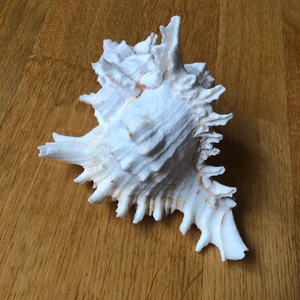 Fin vit snäcka - Jag säljer denna fina vita snäcka som jag köpte i Tyskland för några år sedan då den inte är min stil längre~~. Vid kanten till hålet inuti finna en söt rosa rand!🐚☀️