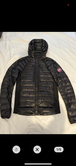 Canada goose  - Den är i braskick