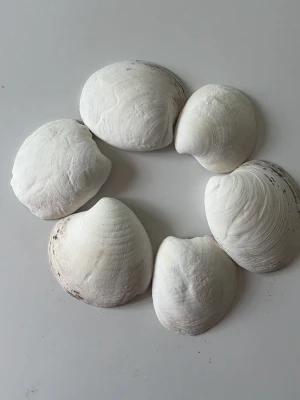 Sex vita snäckskal till dekoration - Säljer sex stora vita snäckskal med naturlig form och fina detaljer. Perfekta för DIY-projekt, dekoration eller som inredningsdetalj. Skalen är matta och har en lätt struktur på ytan, vissa med lite mörkare partier för en autentisk känsla. Dem är plockade i havet här på västkusten i Göteborg och skulle använda dem till DIY men orkade inte ta tag i det och nu tar dem bara plats här hemma. Dem är ca 5x5 cm och alla säljs för 50kr tillsammans. Hör av dig vid eventuella frågor!🐚