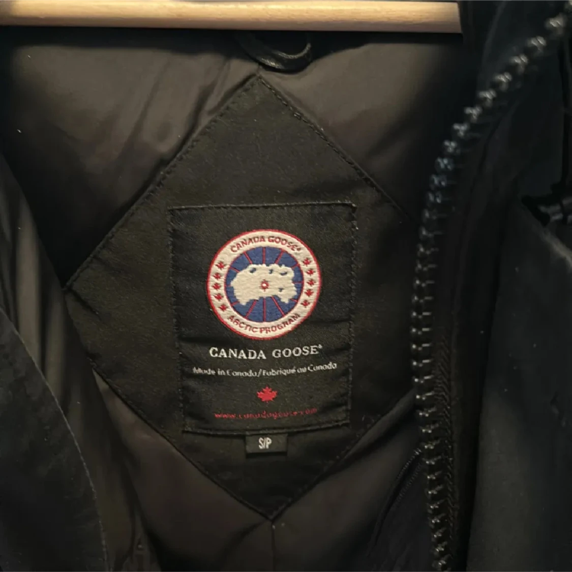 Canada goose  - 2