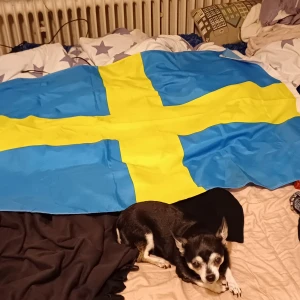 Sverige flagga  - Sverige flagga lite mindre än 158cm, jag som referens. Också min hund Ping som referens. Väldigt stor flagga fr. Finns två hål som man hänga upp med 